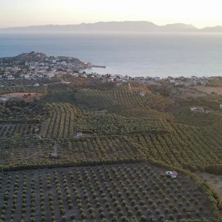 Olive Tree Elia (Monemvasia, Laconia)