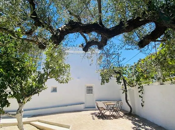 Olive Tree *