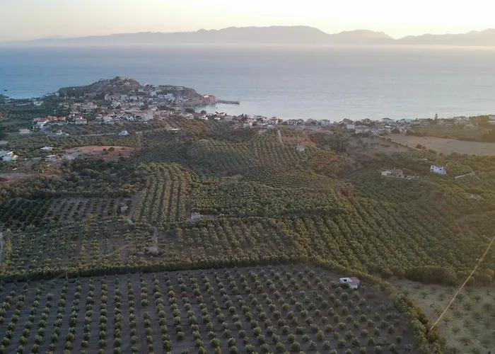 Olive Tree Elia (Laconia)